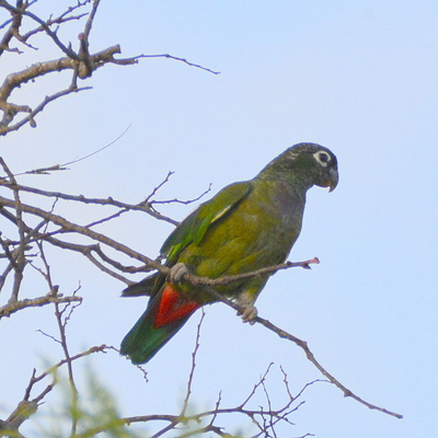 Scaly-Headed Parrot